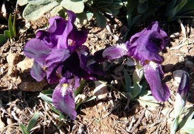 Iris nain