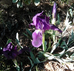 Iris nain