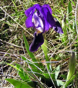 Iris nain