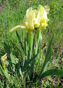 Iris nain