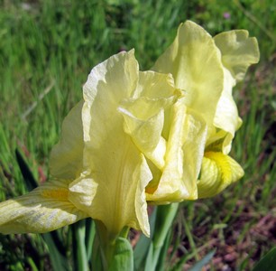 Iris nain