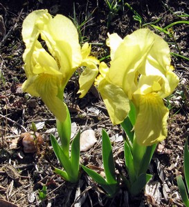 Iris nain