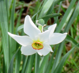 Narcisse des poêtes