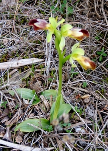 Ophrys des fêtes de Lupercales
