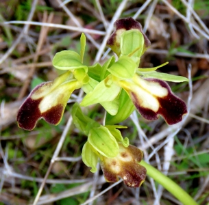 Ophrys des fêtes de Lupercales