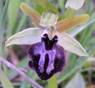 Ophrys noir