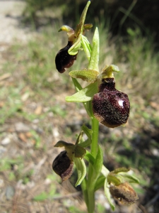 Ophrys noir