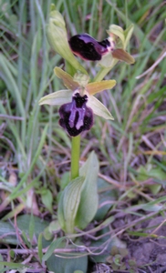 Ophrys noir