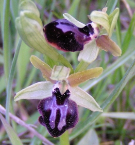 Ophrys noir