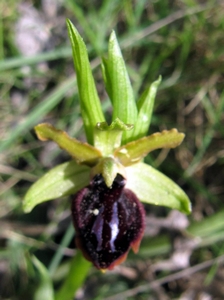 Ophrys noir