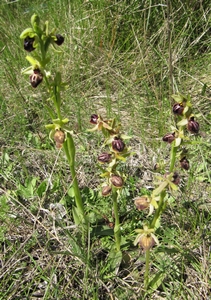 Ophrys noir