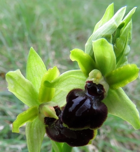 Ophrys de la passion