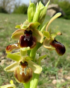 Ophrys petite araignée