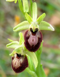 Ophrys de Provence