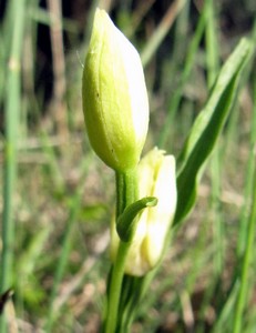 flore