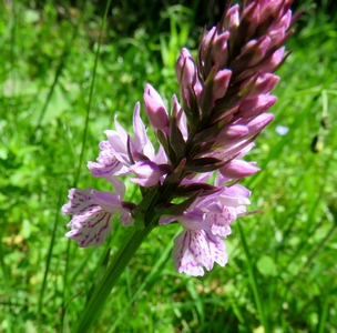 Orchis de Fusch