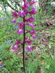 Orchis à fleurs lâches