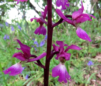 Orchis à fleurs lâches