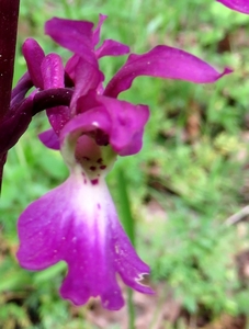 Orchis à fleurs lâches
