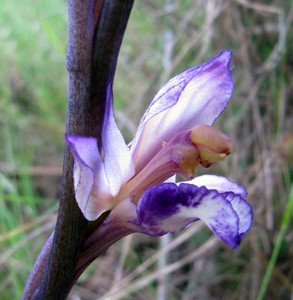 Orchis limodore avorté