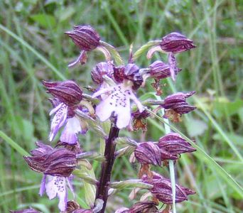 Orchis militaire