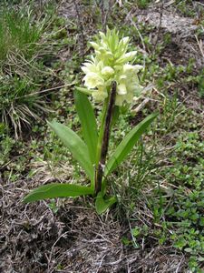 Orchis sureau