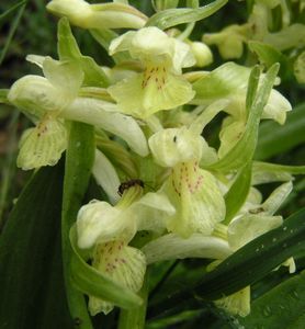 Orchis sureau