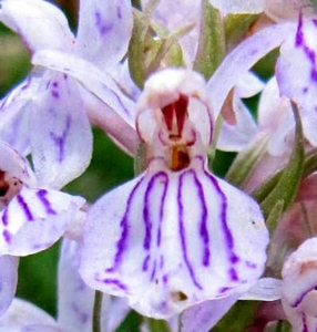 Orchis tacheté