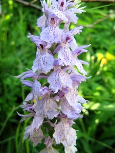 Orchis tacheté