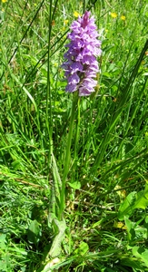 Orchis tacheté