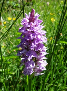Orchis tacheté