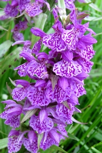 Orchis tacheté