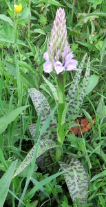 Orchis tacheté