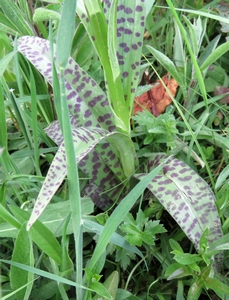 Orchis tacheté