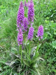 Orchis tacheté