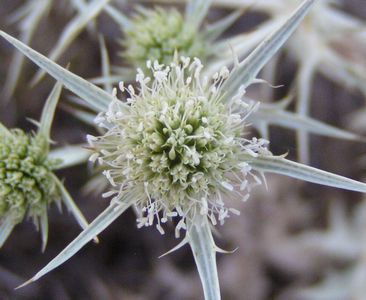 Panicaut champêtre