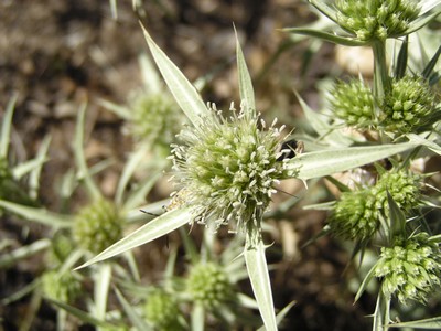 Panicaut champêtre