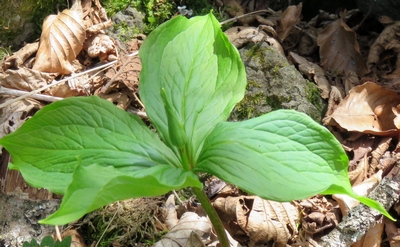 Parisette à quatre feuilles