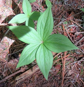 Parisette à quatre feuilles