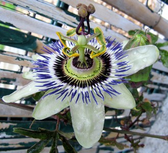 Passiflore