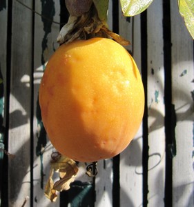 Passiflore