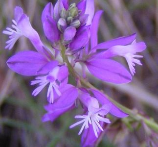 Polygala