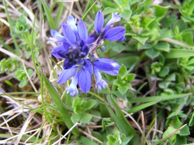 Polygala