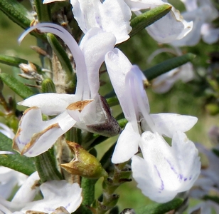 Romarin