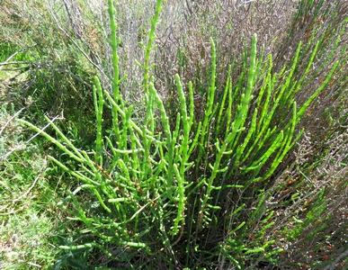 Salicorne épis allongés