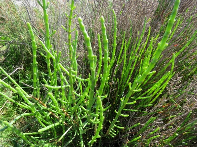 Salicorne épis allongés