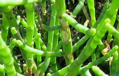 Salicorne épis allongés
