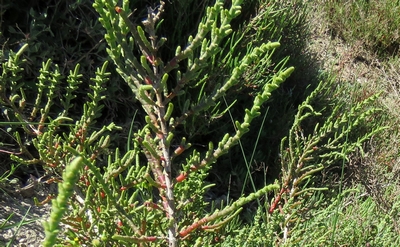 Salicorne fluette