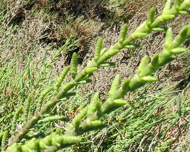 Salicorne fluette