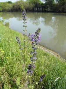 Sauge des prés